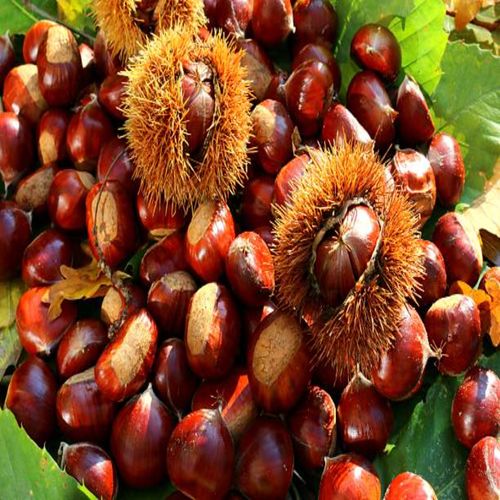 Buy Fresh Kinnaur Chestnuts Online at Best Price | Kinnaur Drinks and Foods