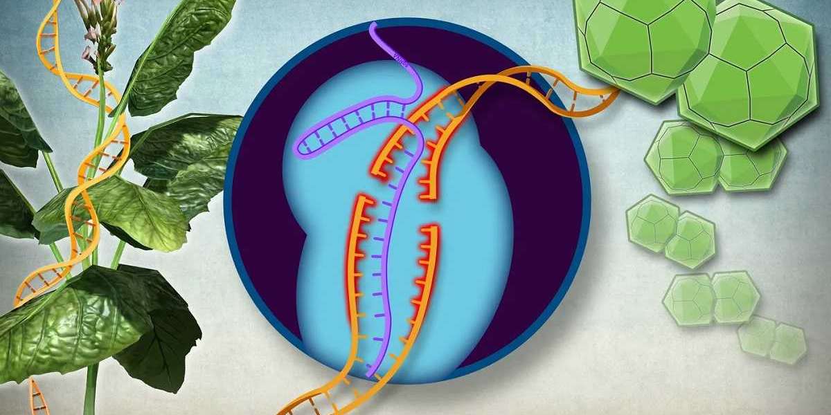Plant Genome Editing in the CRISPR Market Size, Share, Growth and Forecast 2031