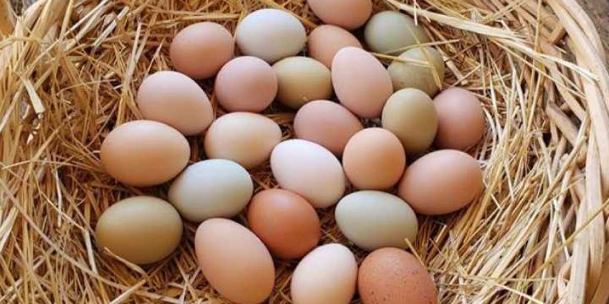Egg Wholesale Price in Namakkal  | Namakkal Egg Production