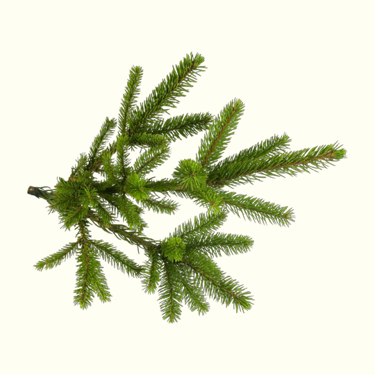 Buy Bulk Jack Pine Essential Oil From Wholesale Suppliers