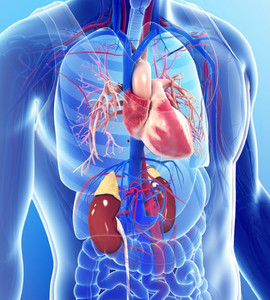 Cardiothoracic Surgeons, Thoracic Surgeon | Dr. Jigar K Shah