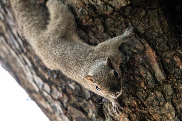 Are Squirrels Causing Damage to Your Property?  – Content Craze