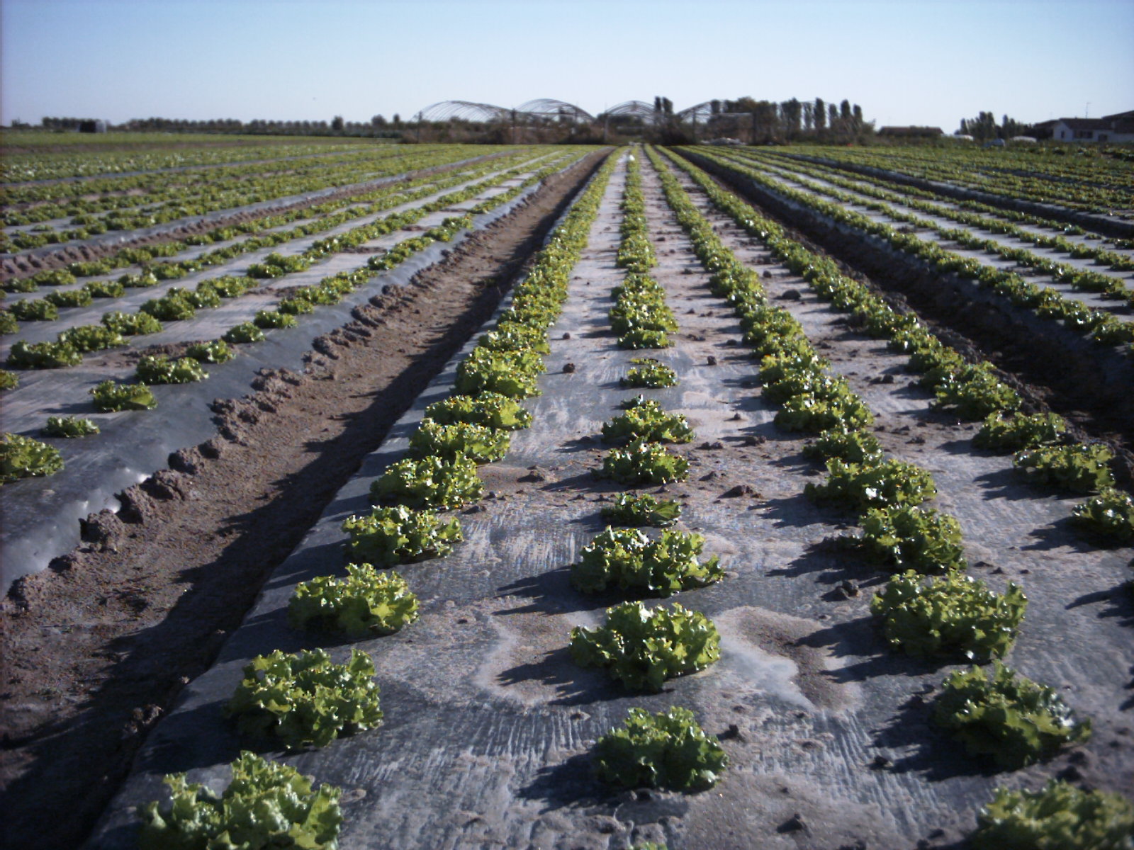 Choose BioBag for Top-Quality Soil Biodegradable Mulch Film