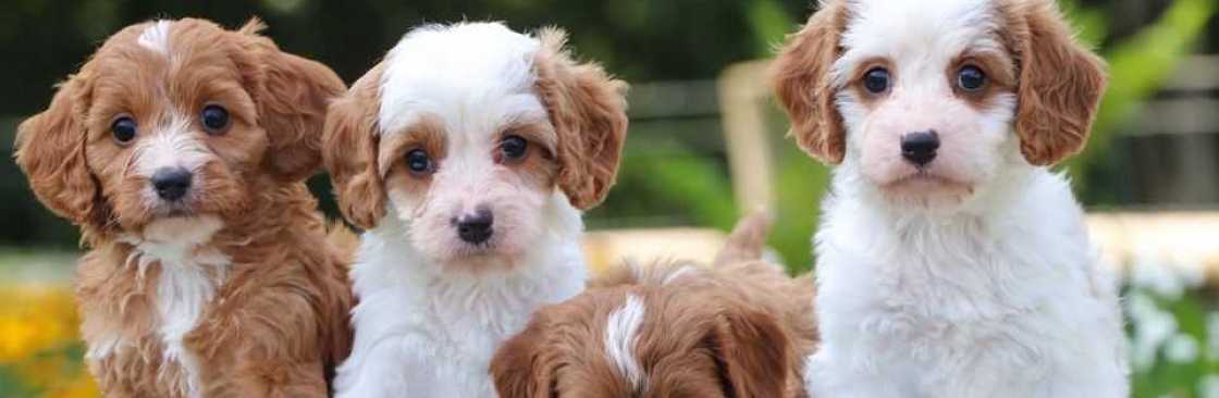 Up and Away Pups Cover Image