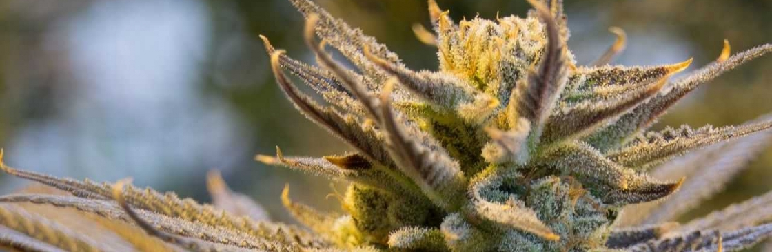 8th Kingdom Cover Image