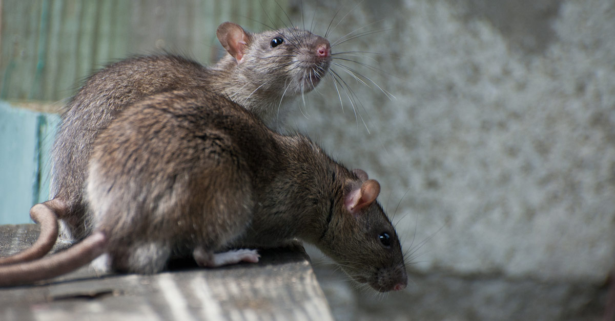 How Do Houston's Climate Conditions Affect Rat Infestations? - Articles Ritz